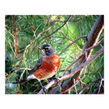 Robin ist ein Mädchenname, ein welches schönes Mäd Photographischer Druck