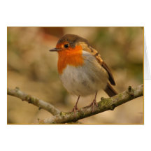 Robin Redbreast im Sonnenschein Karten