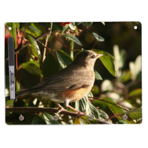 Robin-Vogel-trockenes Löschen-Brett