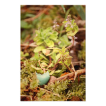 Robins Ei und Wildblumen Photodrucke