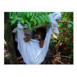 Rock a Bye Baby Orangutan postkarten
