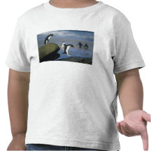 Rockhopper Pinguine, Eudyptes chrysocome), Shirt