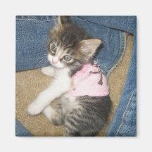 Rockstar-Miezekatze Kühlschrankmagnete