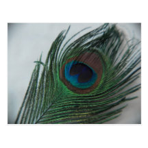 Romantische Pfau-Feder Postkarten