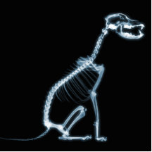 RÖNTGENSTRAHL-SKELETON HUNDEsitzen - BLAU U. SCHWA Foto Ausschnitt