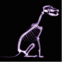 RÖNTGENSTRAHL-WELPEN-HUNDEskelett-SITZEN - LILA Foto Skulptur
