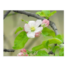 Rosa Apple blühen Postkarte