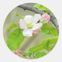 Rosa Apple blühen Runde Aufkleber