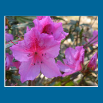 Rosa Azaleen-Blumen-Postkarte postkarten