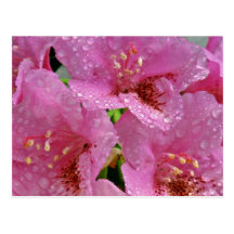 Rosa Azaleen mit Dewdrops-Blumen Postkarte