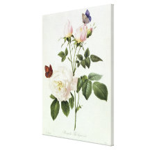 Rosa: Bengale das Hymenes Gespannter Galeriedruck