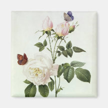 Rosa: Bengale das Hymenes Kühlschrankmagnet