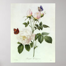 Rosa: Bengale das Hymenes Poster
