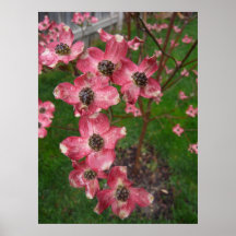 Rosa blühender Hartriegel Plakat