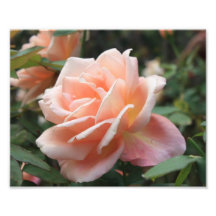 Rosa Blume Fotodruck
