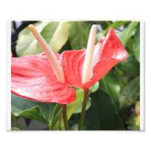 Rosa Blume Kunst Photo