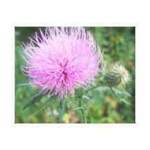 Rosa Blume Gespannter Galerie Druck