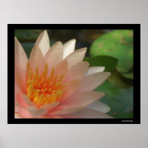 Rosa Blume Posterdrucke