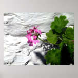 rosa Blume, weiße Wand Poster
