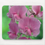 Rosa Blumen der süßen Erbse Mousepads