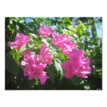 Rosa Blumen Photographien