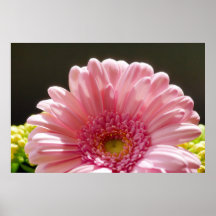 Rosa Blumenphotographie-Druck - rosa MakroBlume Posterdrucke