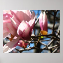 Rosa Blüte 1 Plakatdrucke