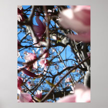Rosa Blüte 4 Plakatdruck
