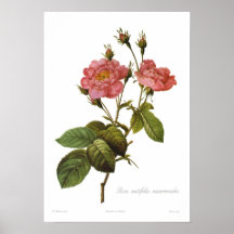 Rosa centifolia anemonoides posterdrucke