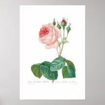 Rosa centifolia bullata plakatdrucke