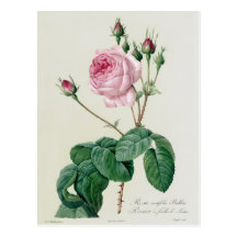 Rosa Centifolia Bullata Postkarte
