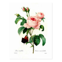 Rosa centifolia durch Pierre-Joseph Redouté Postkarte