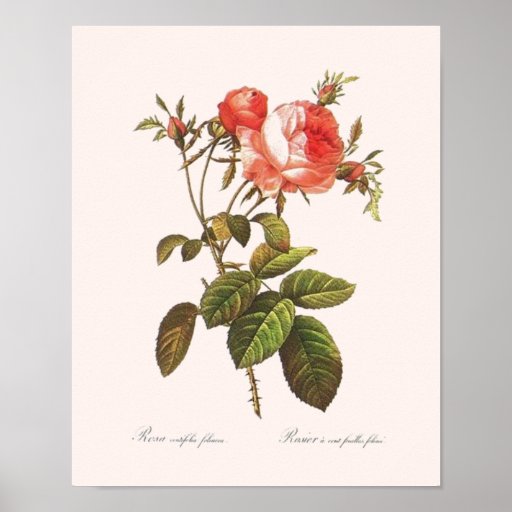 Rosa Centifolia Foliacea Posterdrucke