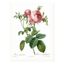 Rosa centifolia foliacea postkarten