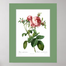 Rosa centifolia foliacea, Zollgrenze Plakate