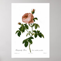 Rosa centifolia parvifolia plakatdrucke