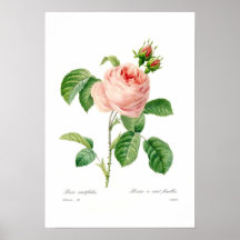 Rosa centifolia plakatdrucke