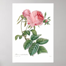 Rosa centifolia plakate