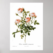 Rosa centifolia pomponia plakate
