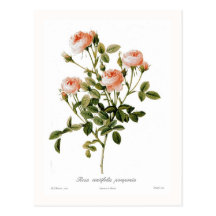 Rosa centifolia pomponia postkarten
