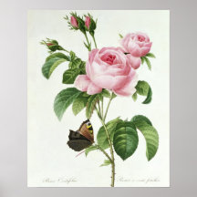 Rosa Centifolia Poster