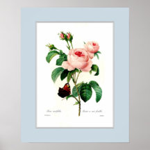 Rosa centifolia, Zollgrenze Plakate