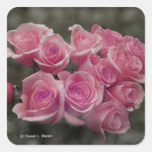 Rosa colorized gepunkteter Hintergrund des Rosenbl Stickers