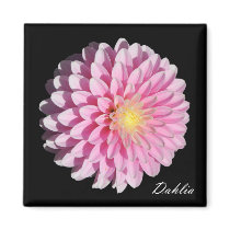Rosa Dahlie-Blume auf Schwarzem magnete
