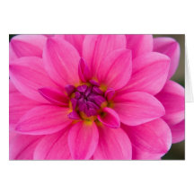 Rosa Dahlie Grußkarte