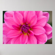 Rosa Dahlie Plakatdrucke