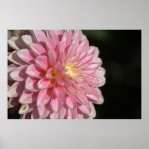 Rosa Dahlie Posterdrucke
