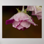 Rosa Dropls Plakatdrucke