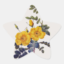 Rosa Eglanteria, P.J. Redoute, wilde gelbe Rosen Sternaufkleber