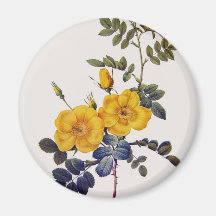 Rosa Eglanteria, P.J. Redoute, wilde gelbe Rosen Magnete